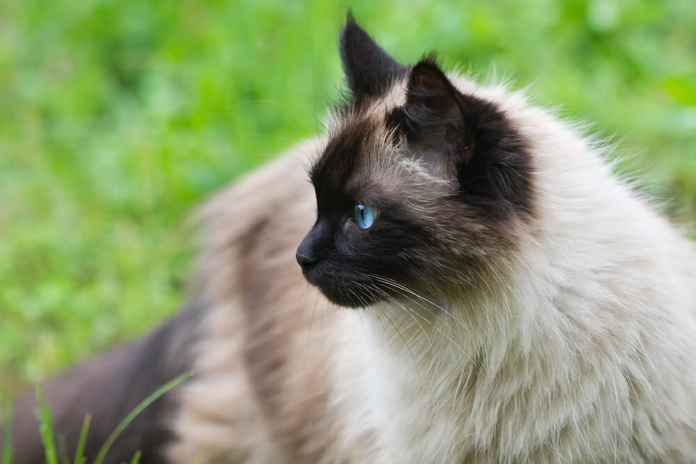 The Himalayan Cat Breed→Size, Appearance & Personality
