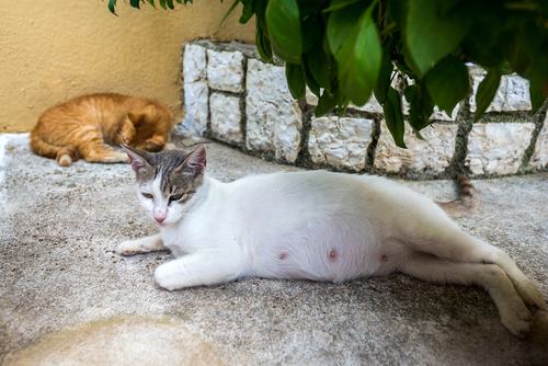 Signs Of Cats Being Pregnant 53