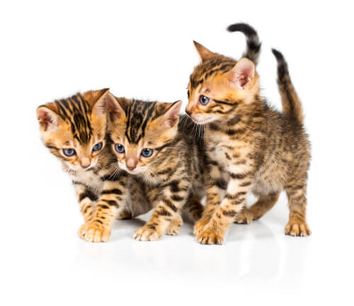 51 Most Popular Male Female Bengal Cat Names Of 2020