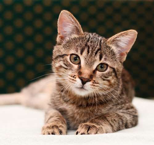 Tabby Cats 101 – Colors, Lifespan, Personality, and Fun Facts - We're
