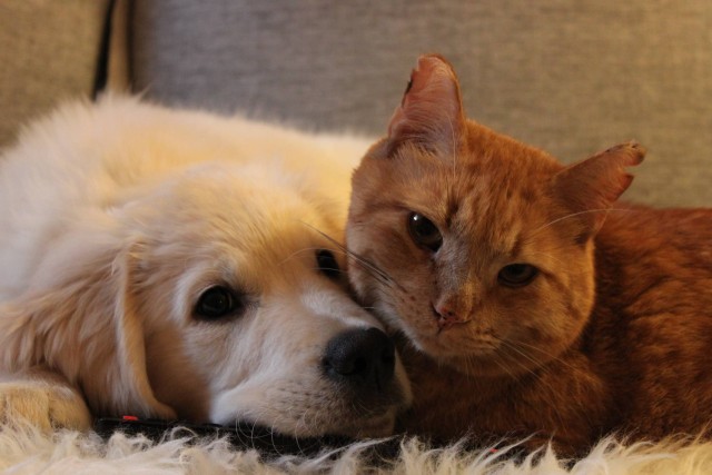 2-Cat-and-Dogfriendships2.jpg
