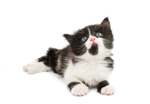 101 Cool And Cute Cat Names For Awesome Cats