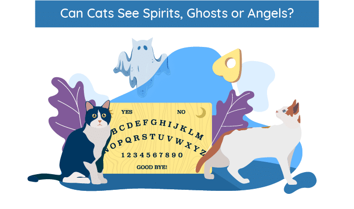 Can Cats See Spirits Ghosts And Angels We Re All About Cats