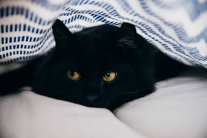 350 Popular Names For Black Cats We Re All About Cats