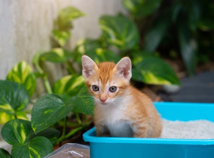 Best Cat Litters for Kittens